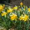 Wild Daffodil Trail