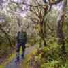 My husband on a trail in the rainforest