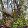 New England Gondwana Rainforest