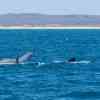 Humpback Whales fluke