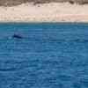 Humpback Whale and snorkelers