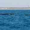 Humpback Whale and snorkelers