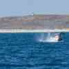 Humpback breaching