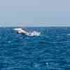 Humpback breaching