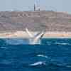 Humpback breaching