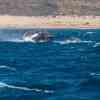 Humpback breaching