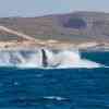 Humpback breaching