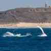 Humpback breaching