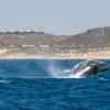 Humpback breaching