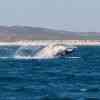 Humpback breaching