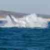 Humpback breaching