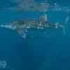 Whale Shark