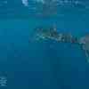 Whale Shark Fluke