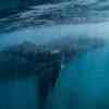 Humpback Whale underwater 