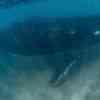 Humpback Whale underwater 