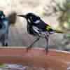 Kangaroo Island