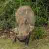 Warthog