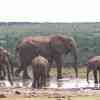 Elephants in Addo