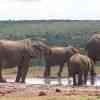 Elephants in Addo