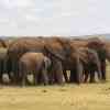 Elephants in Addo