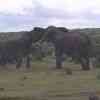 Elephants in Addo