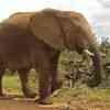 Elephants in Addo