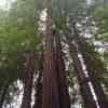 Redwood Canopy