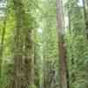 Redwood forest