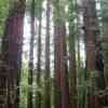 Redwood forest