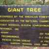 Sign Giant Redwood Tree