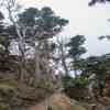 Point Lobos