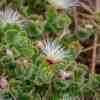 Point Lobos