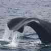 Sperm Whale