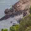 Cape Fur Seals