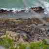 Cape Fur Seals