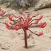 Candelabra Flower