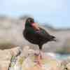 Oystercatcher