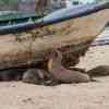 Galapagos Islands