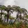 Horton Plains