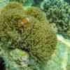 The coral reefs of Ko Surin
