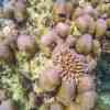 The coral reefs of Ko Surin