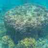 The coral reefs of Ko Surin