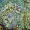 The coral reefs of Ko Surin