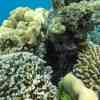 The coral reefs of Ko Surin