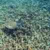 The coral reefs of Ko Surin
