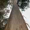 Evercreech Rainforest 