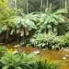 Evercreech Rainforest 