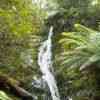 Evercreech Rainforest 