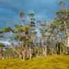 Cradle Mountain N.P.
