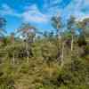 Cradle Mountain N.P.